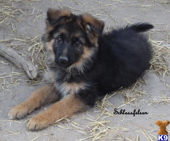 Puppies in NE