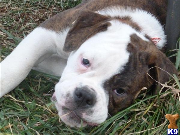 Old English Bulldog Puppies