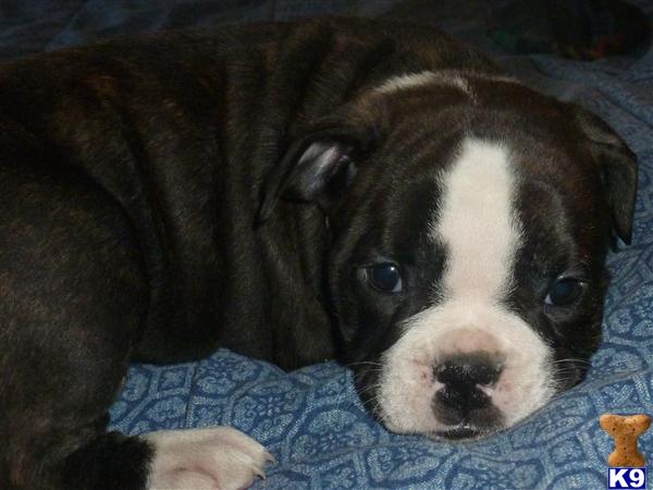 Puppies in IL