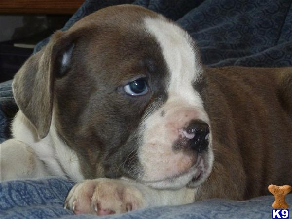Puppies in IL