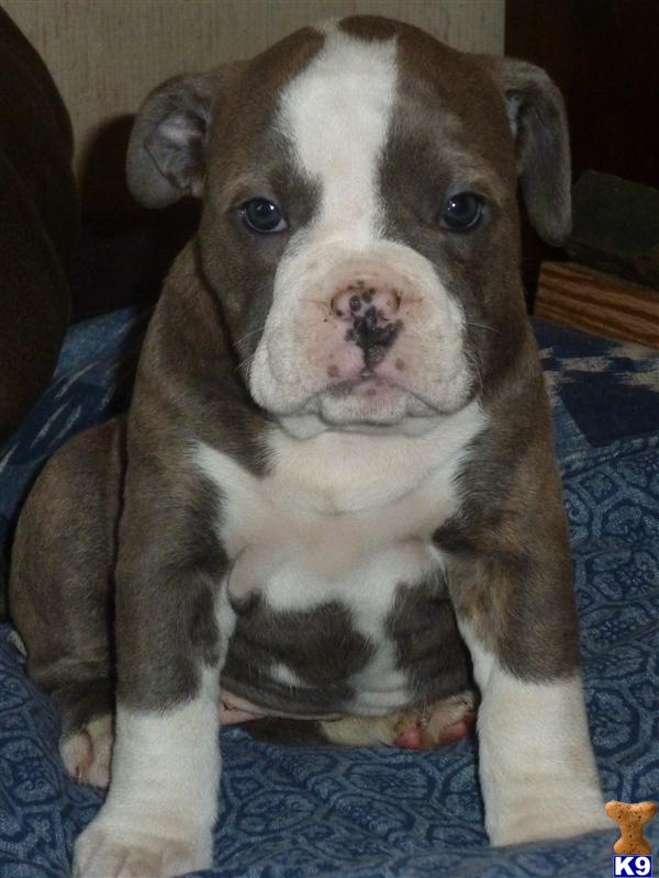 Puppies in IL