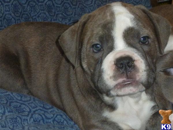 Puppies in IL