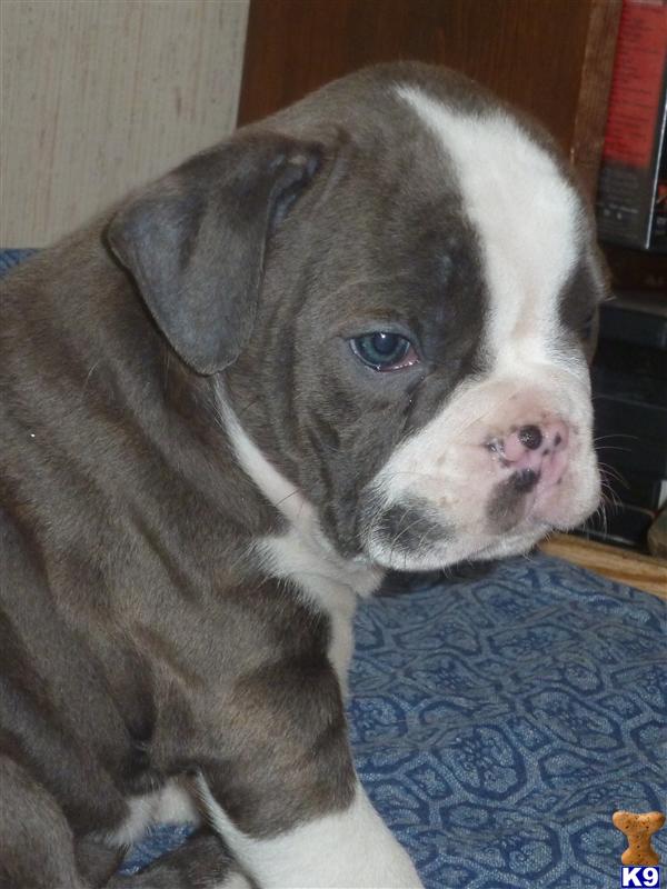 Puppies in IL