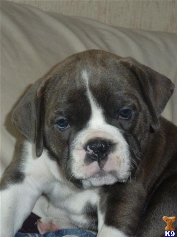 Puppies in IL