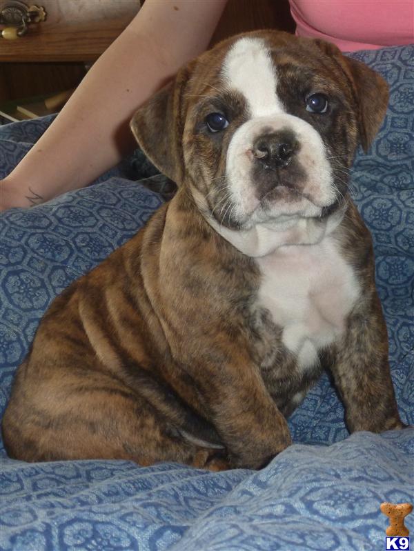 Puppies in IL