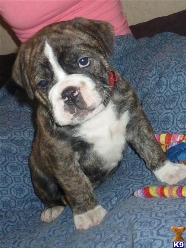 Puppies in IL