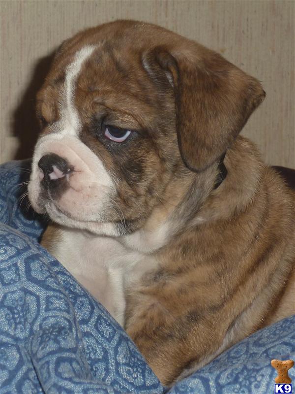 Puppies in IL