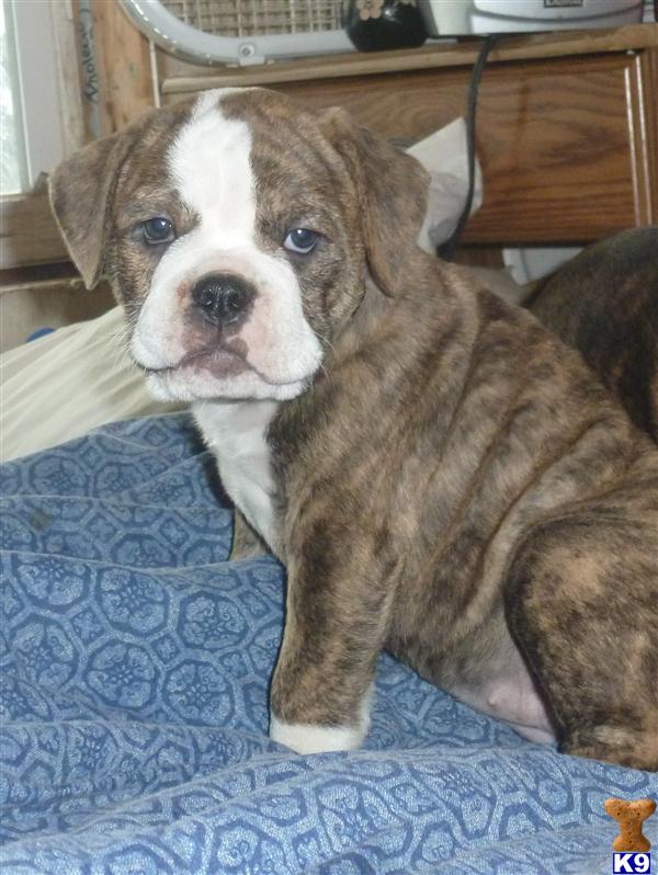 Puppies in IL