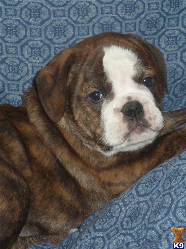 Puppies in IL