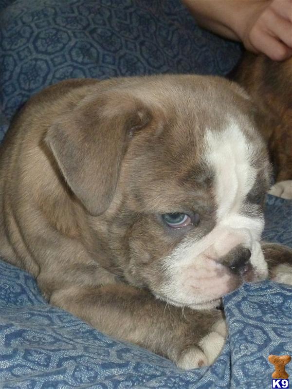Puppies in IL