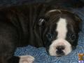 Old English Bulldog