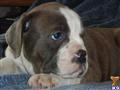 Old English Bulldog
