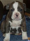 Old English Bulldog