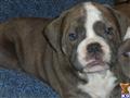 Old English Bulldog