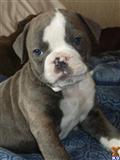 Old English Bulldog