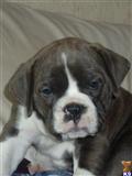 Old English Bulldog
