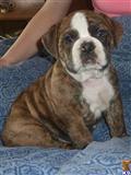 Old English Bulldog