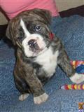 Old English Bulldog