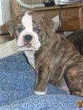 Old English Bulldog