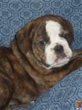 Old English Bulldog