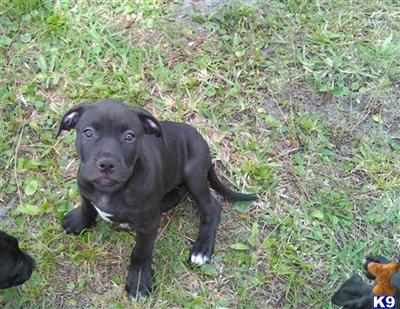 Puppies in Palm bay