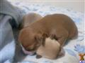 Jack Russell Terrier