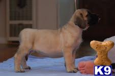 Mastiff Puppies in CA