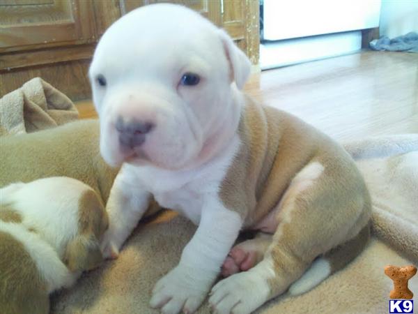 American Pit Bull Puppies in VA