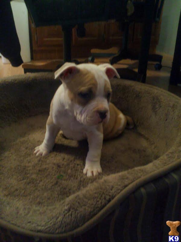 American Pit Bull Puppies in VA