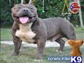 American Pit Bull