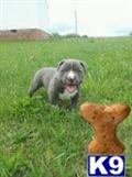 American Pit Bull