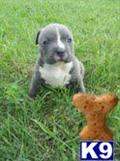 American Pit Bull