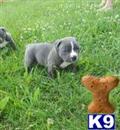 American Pit Bull