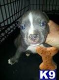 American Pit Bull