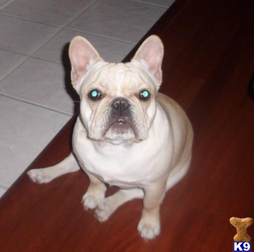 Stud Dogs - French Bulldog