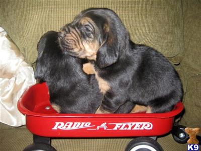 Bloodhound Puppies