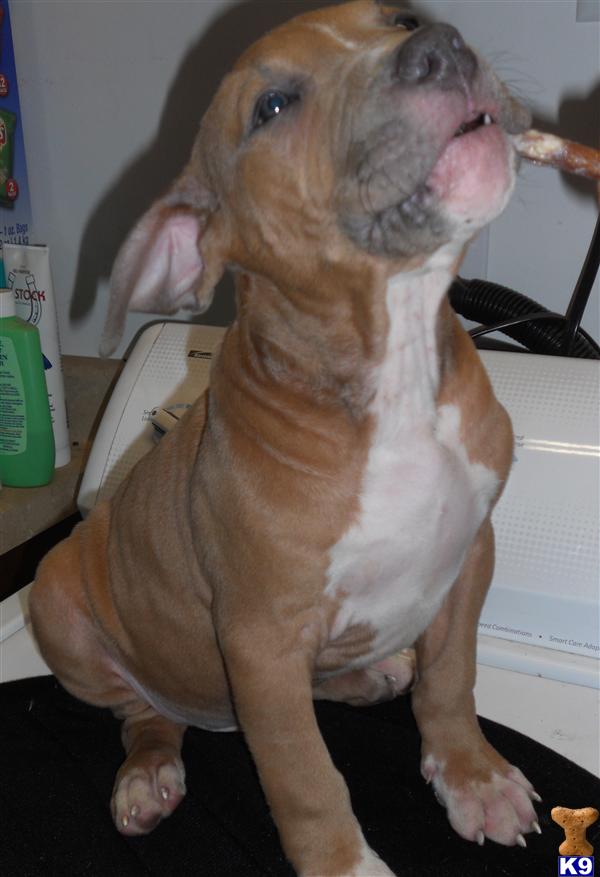 Puppies in San bernardino