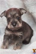 Miniature Schnauzer