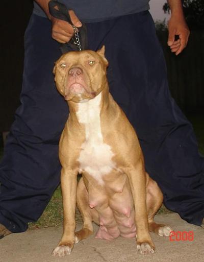 Puppies in Baytown