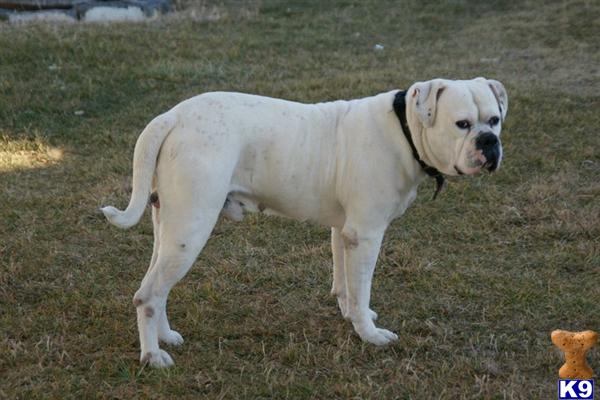 Stud Dogs - American Bulldog