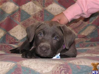 Puppies in NH