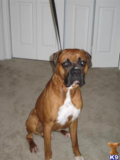 Stud Dogs - Boxer