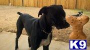 Stud Dogs - Boxer