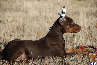 Doberman Pinscher Puppies for Sale