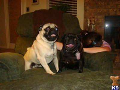 Dogs for Sale in OK