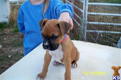 Puppies in WI