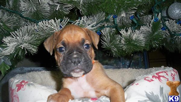 Puppies in WI