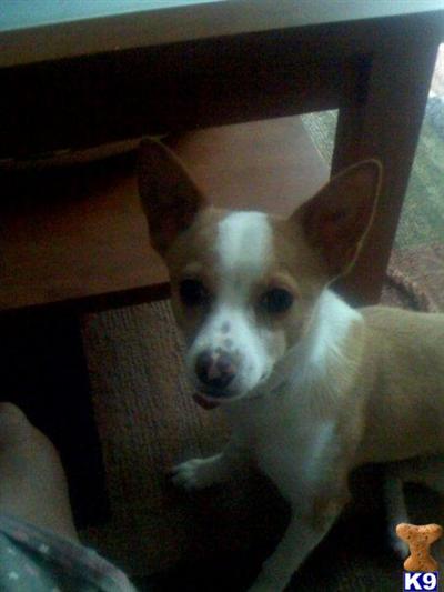 Dogs for Sale in MI