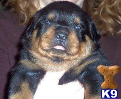 Rottweiler Puppies