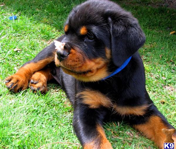 rottweiler puppies for sale in ct document moved rottweiler puppies for sale in ct document moved